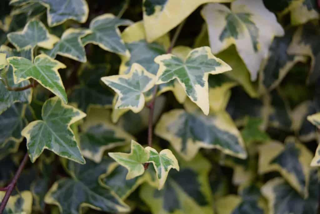 Hedera helix 'Goldchild' 60-80 cm